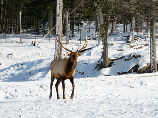 Fototapeta premium A large deer in the winter
