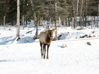 A large deer in the winter
