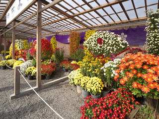 東京都　亀戸天神菊まつり