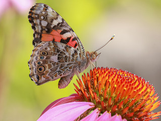 Painted lady on flower