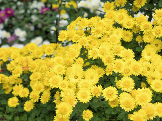 Obraz premium 菊の花