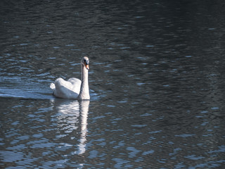 A white swan swimming on the water