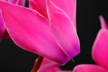 cyclamen flower