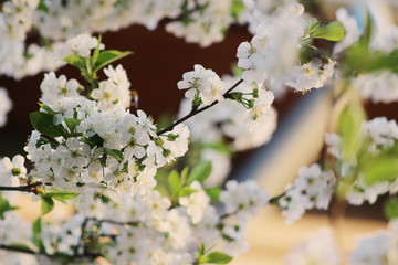 apple tree blossom and warm yellow lights