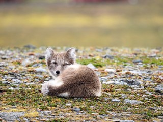 Odpoczywający lis polarny w szacie letniej. Europa, Svalbard, Hornsund.