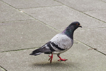 Pigeon des villes marchant sur le trottoir .