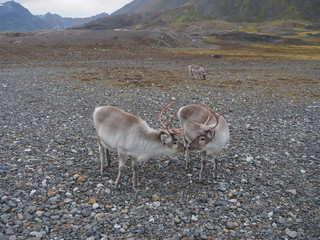 Witające się renifery. Europa, Svalbard, Hornsund