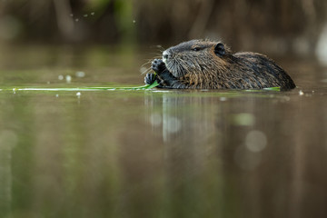 Coypu in the natural environment, Europe, close up, city park, Myocastor coypus © JAKLZDENEK