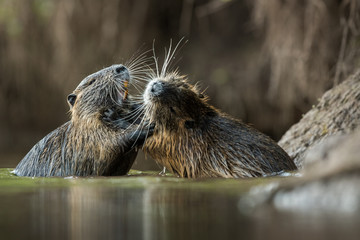 Coypu in the natural environment, Europe, close up, city park, Myocastor coypus © JAKLZDENEK