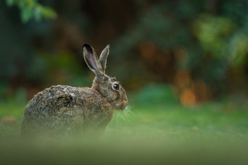 Hare in the natural environment, close up, detail, wildlife, isolated, Lepus europaeus