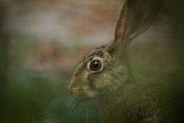 Hare in the natural environment, close up, detail, wildlife, isolated, Lepus europaeus