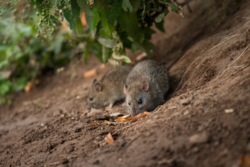 Norwya rat in the natural environment, close up, city park, detail, wildlife, ecology, Rattus norvegicus, Europe