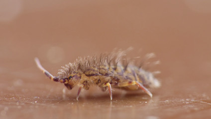 Springtail - UK