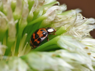 Macro Ladybug