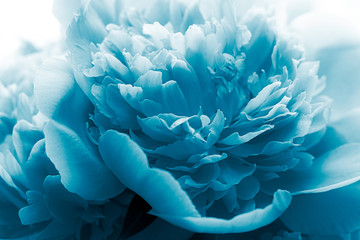 Beautiful peony flower toned in trendy classic blue color. Color of the year 2020. 