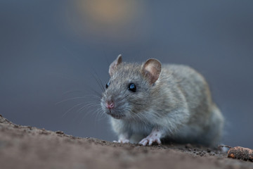 Norwya rat in the natural environment, close up, city park, detail, wildlife, ecology, Rattus norvegicus, Europe