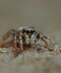 Zebra Jumping Spider