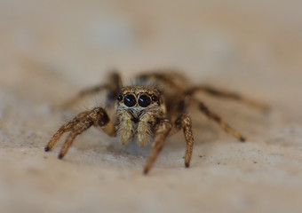 Zebra Jumping Spider