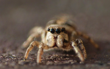 Zebra Jumping Spider