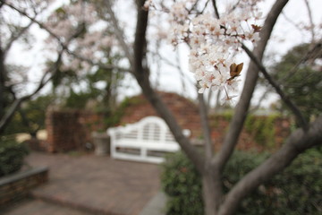 イングリッシュガーデンの杏の花