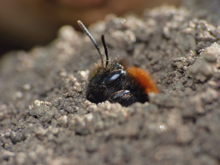 Bee - Macro - UK