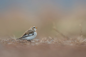 Snow bunting, Plectrophenax nivalis