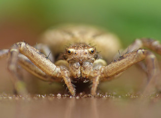 Crab Spider