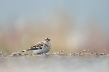 Snow bunting, Plectrophenax nivalis