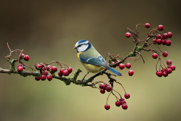 European tit on the branch with red fruits, natural environment, wildlife, close up, Cyanistes...