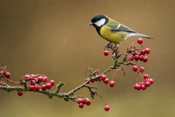 European tit on the branch with red fruits, natural environment, wildlife, close up, Cyanistes caeruleus, Parus major