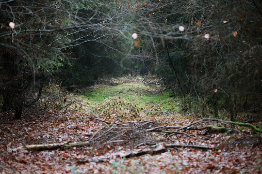 Forest road in wild nature background high quality fifty megapixels prints dorsten rhade