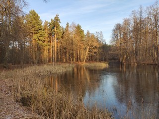 Autumn landscape natural background. Yellow trees will be reflected in the river in the park.