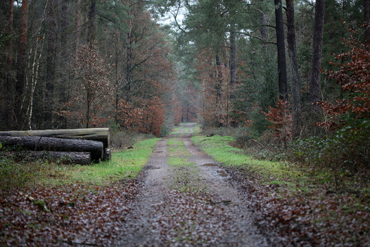 Forest road in wild nature background high quality fifty megapixels prints dorsten rhade