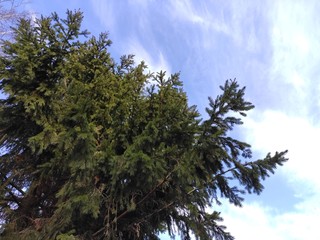 Green spruce branches with cones against the sky
