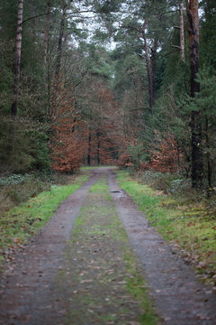 Forest road in wild nature background high quality fifty megapixels prints dorsten rhade