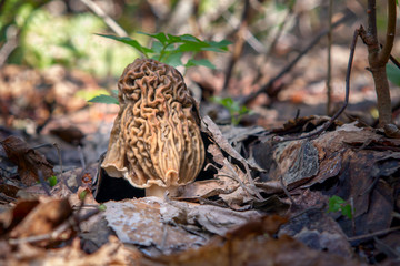 Early spring edible mushroom Verpa Bohemica grows in the forest