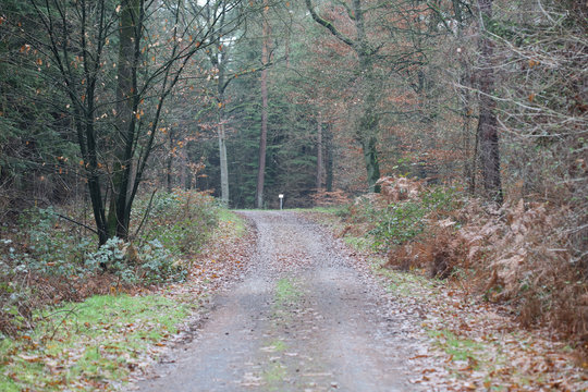 Forest road in wild nature background high quality fifty megapixels prints dorsten rhade