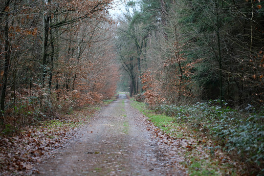 Forest road in wild nature background high quality fifty megapixels prints dorsten rhade
