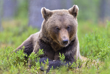 Brown bear in the summer forest. Scientific name: Ursus arctos. Natural habitat.