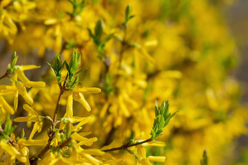 Young fresh green leaves on yellow flowering forsythia bush in early spring. Selective focus, shallow depth of field