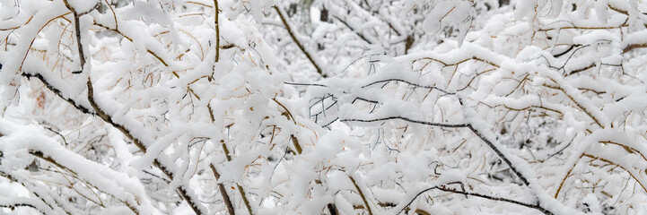Small tree with a lot of snow in winter, background