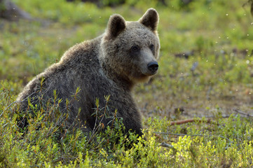 Brown bear in the summer forest. Close up portrait. Scientific name: Ursus arctos. Natural habitat.