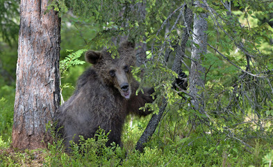 Little bear sits under a pine tree. Cub of Brown Bear in the summer forest. Natural habitat. Scientific name: Ursus arctos.