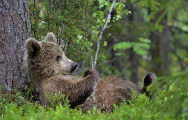 Cub of Brown Bear lying on his back with his paws raised in the green grass in the summer forest. Green pine forest natural background,  Scientific name: Ursus arctos.