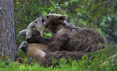 Fototapeta premium Brown Bear Cubs playfully fighting in the forest. Scientific name: Ursus Arctos Arctos. Natural habitat.