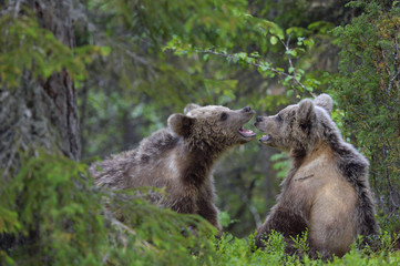 Brown Bear Cubs playfully fighting in the forest. Scientific name: Ursus Arctos Arctos. Natural habitat.
