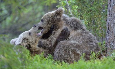 Brown Bear Cubs playfully fighting in the forest. Scientific name: Ursus Arctos Arctos. Natural habitat.