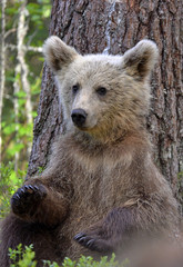 Fototapeta na wymiar Little bear sits under a pine tree. Cub of Brown Bear in the summer forest. Natural habitat. Scientific name: Ursus arctos.