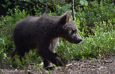 Cub of Brown Bear in the summer forest.  Natural habitat. Scientific name: Ursus arctos.