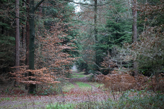Forest road in wild nature background high quality fifty megapixels prints dorsten rhade